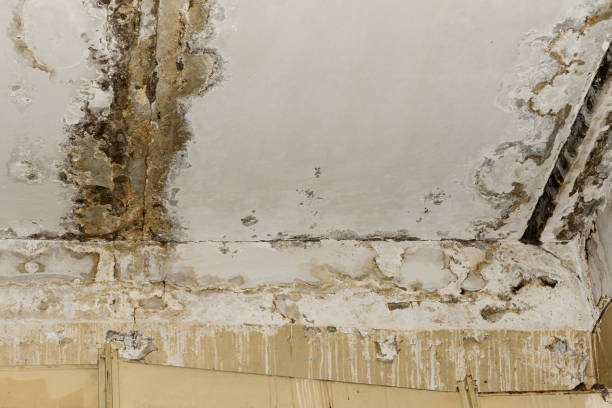 Mold Odor Removal Services in Bennington, NE