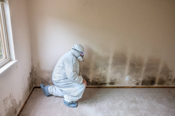 Best Black Mold Removal  in Bennington, NE
