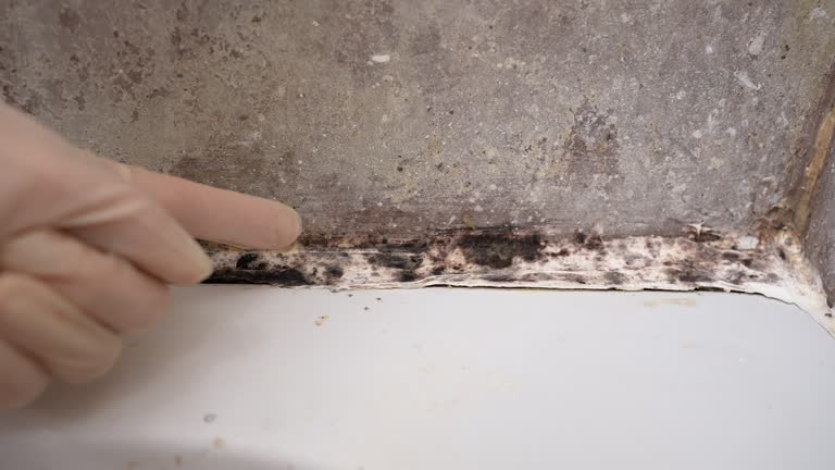 Best Dehumidification Services  in Bennington, NE